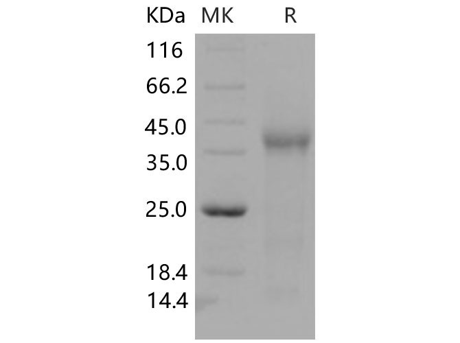 Валидация Elabscience PKSM040623(4608)