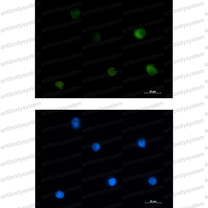 Валидация IF - AntibodySystem RHC17704