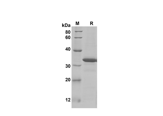 Валидация Elabscience PDEM100192(541)