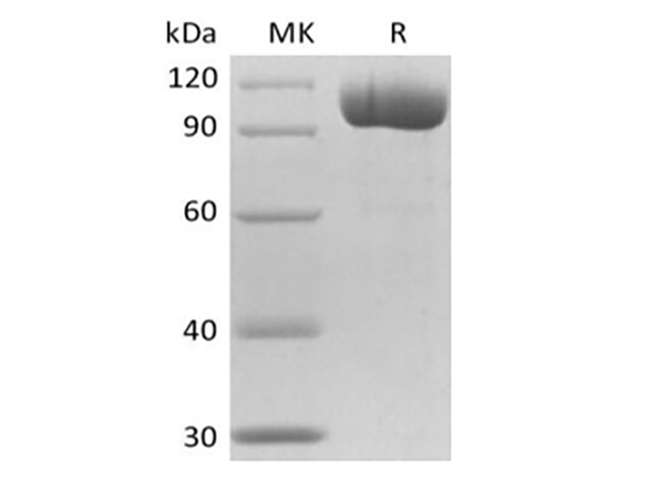 Валидация Elabscience PKSM041421(5296)