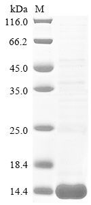 SDS-PAGE
