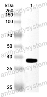 Валидация AntibodySystem PHA97601