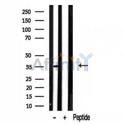 Валидация Affinity DF12101 - 6219