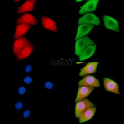 Валидация Affinity DF8631 - 20577