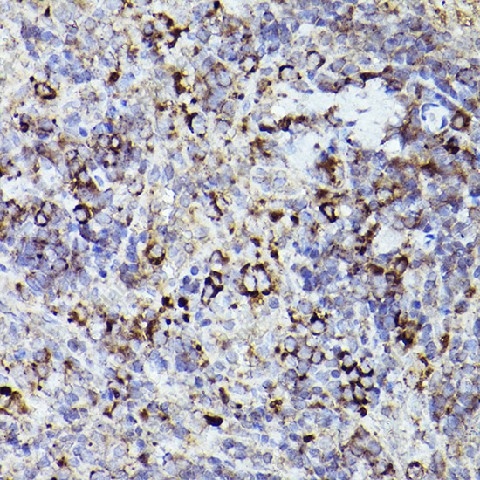Иммуногистохимия, THBS1, ткань селезенки крысы