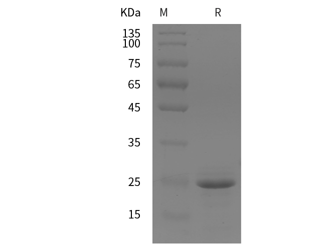 Валидация Elabscience PDEM100299(624)