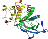 Macrophage Stimulating 1 Receptor (MST1R) Macrophage Stimulating 1 Receptor (MST1R)