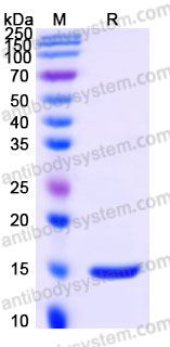AHB94301, SDS-PAGE