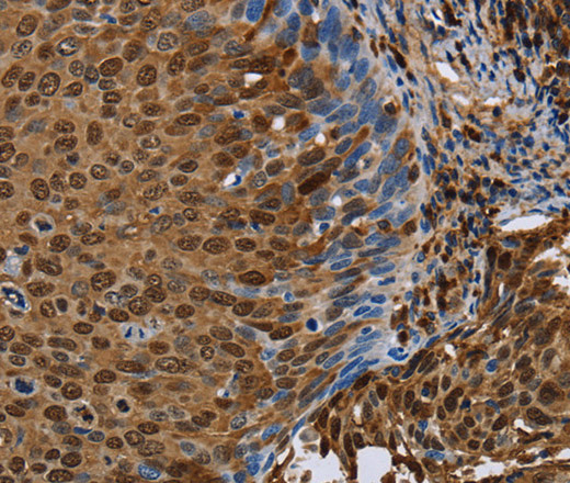 Валидация Elabscience E-AB-13447