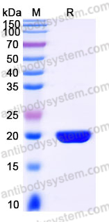 YHH10702, SDS-PAGE
