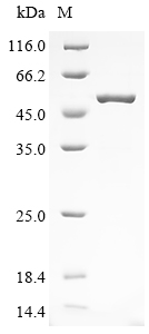 SDS-PAGE