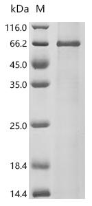 SDS-PAGE