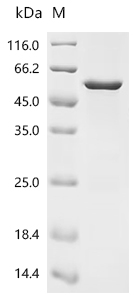 SDS-PAGE