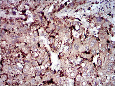 Валидация AntibodySystem RHJ96002