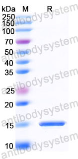 Валидация SDS-PAGE - AntibodySystem RHJ90204