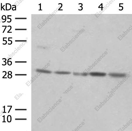 Вестерн-блоттинг, PSMA4, клетки NIH/3T3, ткань селезенки мыши, клетки K562, HeLa, 231