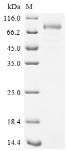 SDS-PAGE