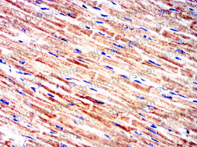 Валидация AntibodySystem RHA21802