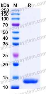 AHB91702, SDS-PAGE