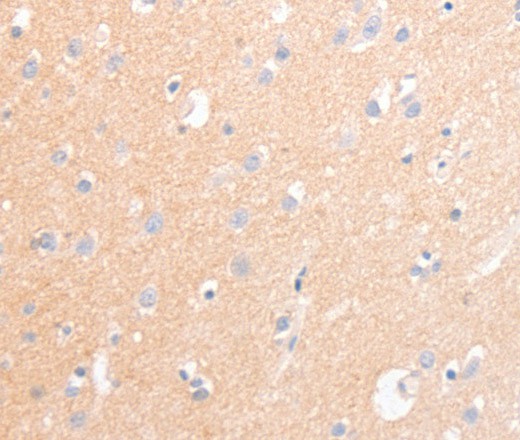 Валидация Elabscience E-AB-16323