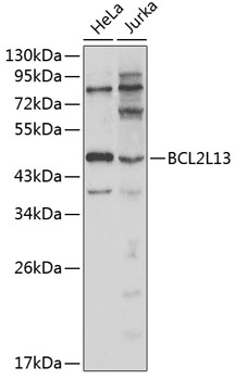 Валидация Elabscience E-AB-65797