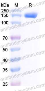 AHE16601, SDS-PAGE