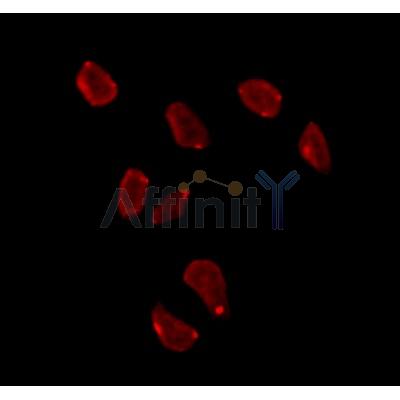 Валидация Affinity DF12258 - 6583