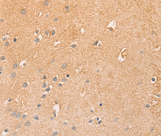 Валидация Elabscience E-AB-16304