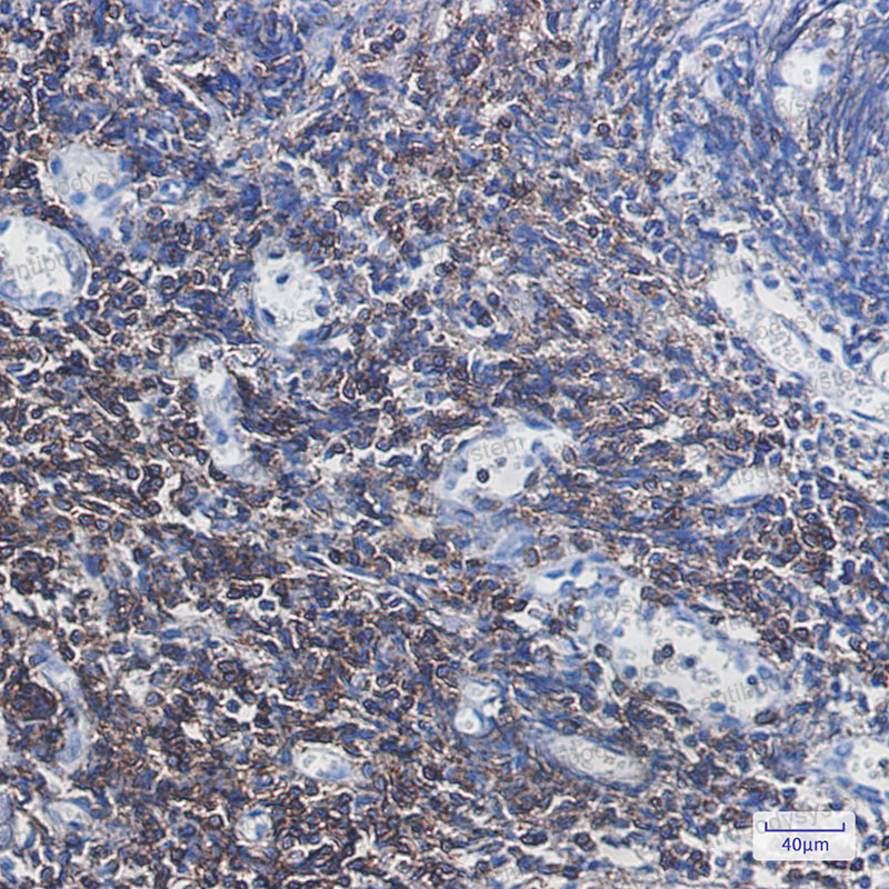 Валидация AntibodySystem RHC43201