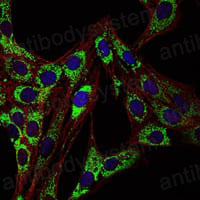 Валидация IF - AntibodySystem RHC83703