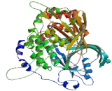 Protein Tyrosine Phosphatase Receptor Type C (PTPRC) Protein Tyrosine Phosphatase Receptor Type C (PTPRC)
