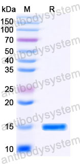 Валидация SDS-PAGE - AntibodySystem RVV00108