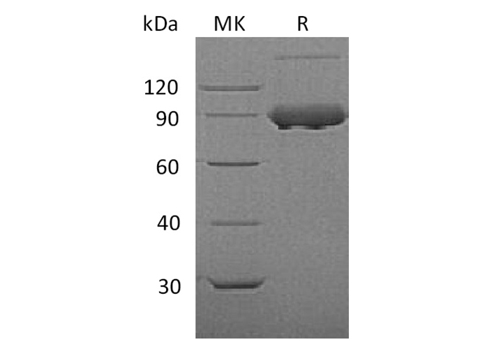 Валидация Elabscience PKSM041270(5166)