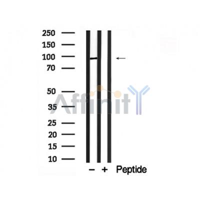 Валидация Affinity AF7775 - 4484