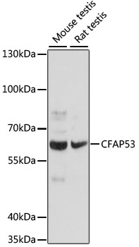 Валидация Elabscience E-AB-66873