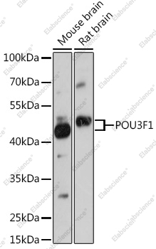 Вестерн-блоттинг, POU3F1, различные клеточные линии