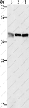 Вестерн-блоттинг, ZFP42, клетки A549, K562 и PC3