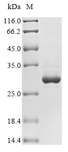 SDS-PAGE