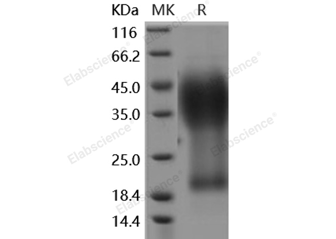Валидация Elabscience PKSH030511(1423)