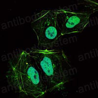 Валидация IF - AntibodySystem RHA08601