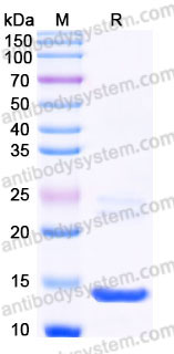 YHC13303, SDS-PAGE