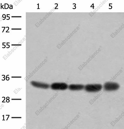 Вестерн-блоттинг, COPE, клеточные линии 231, PC-3, HeLa, A375, HepG2