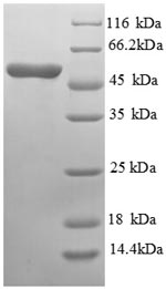 SDS-PAGE