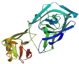 Lysosomal Associated Membrane Protein 1 (LAMP1) Lysosomal Associated Membrane Protein 1 (LAMP1)