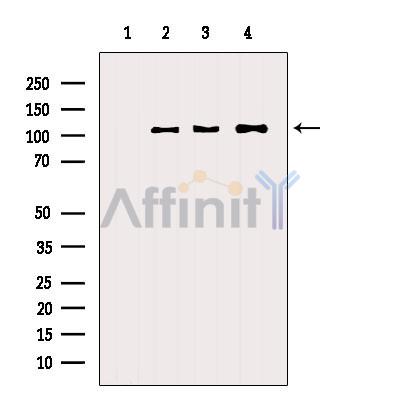 Валидация Affinity AF5248 - 2746