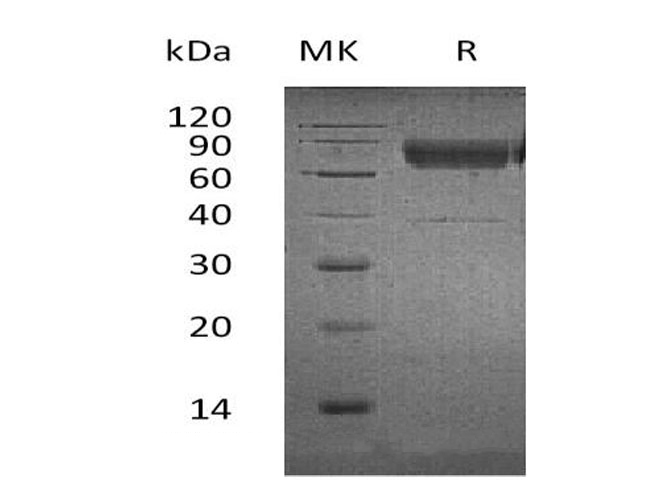 Валидация Elabscience PKSH032700(3130)
