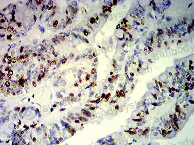 Валидация AntibodySystem RHE46104 (2189)