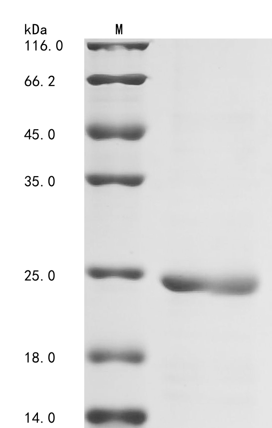 SDS-PAGE