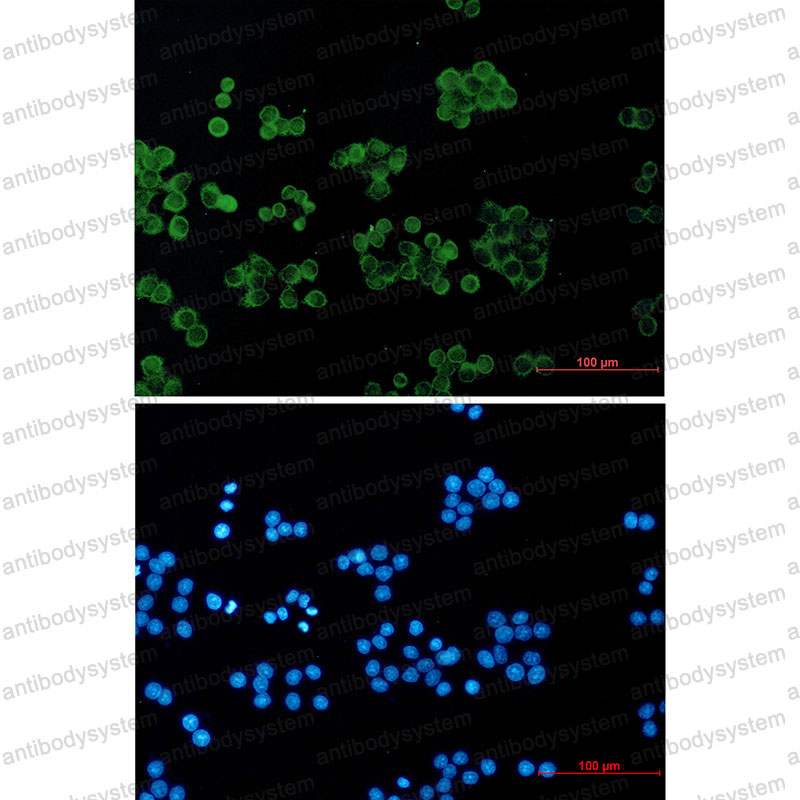 Валидация IF - AntibodySystem RHE92301