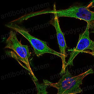 Валидация IF - AntibodySystem RHB92902 (204)